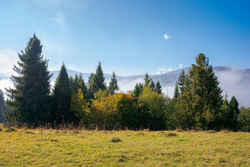 foggy autumn landscape. spruce trees on the meadow. mountain behind the morning mist. cloud...