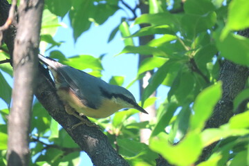 European nuthatch standing horizontally on tree trunk looking towards camera