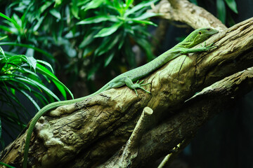 Close-up of Emerald Tree Monitor or Green tree Monitor (Varanus prasinus).