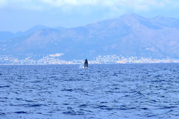 Naklejka premium Very rare (for the Mediterranean Sea) Humpback whale jumping in Ligurian sea, in front of Genoa, Italy
