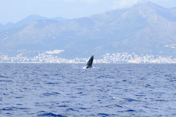 Naklejka premium Very rare (for the Mediterranean Sea) Humpback whale jumping in Ligurian sea, in front of Genoa, Italy