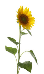 Beautiful bright blooming sunflower isolated on white