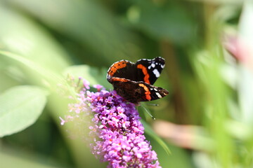 Fototapeta na wymiar Schmetterling auf Blüte
