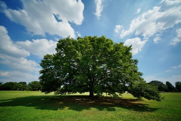 公園の大きな木