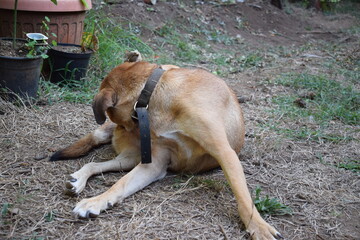 Brown female dog licking herself