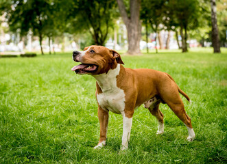 Portrait of cute american staffordshire terrier at the park.