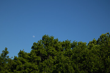 Obraz premium trees in the forest with blue sky