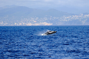 Fototapeta premium Very rare (for the Mediterranean Sea) Humpback whale jumping in Ligurian sea, in front of Genoa, Italy