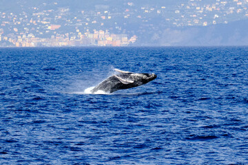 Fototapeta premium Very rare (for the Mediterranean Sea) Humpback whale jumping in Ligurian sea, in front of Genoa, Italy