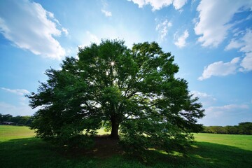 Fototapeta na wymiar 公園の大きな木