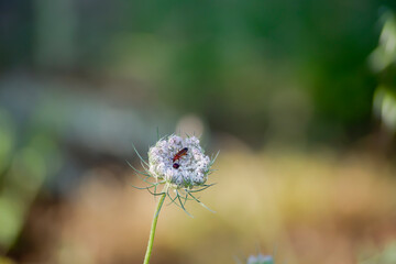 Escarabajo rojo sobre flor silvestre