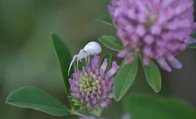 Pequeña araña blanca sobre flor silvestre