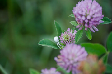 Pequeña araña blanca sobre flor silvestre