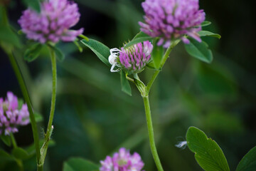 Pequeña araña blanca sobre flor silvestre