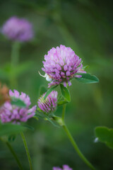 Pequeña araña blanca sobre flor silvestre