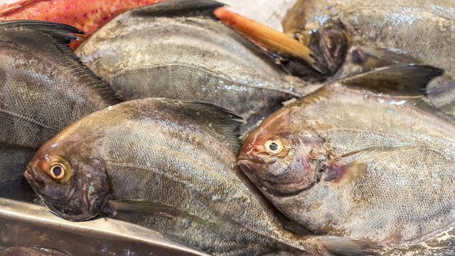 Closeup of Pomfret, or known as Pampano in the Philippines, at the fish section of a local supermarket.