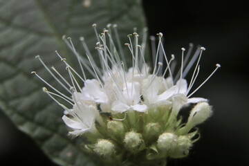 macro of a flower