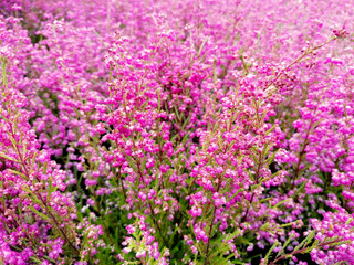 Pink heather flowers stock images. Beautiful blooming heather stock photo. Purple heath flower...
