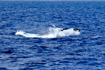 Fototapeta premium Very rare (for the Mediterranean Sea) Humpback whale jumping in Ligurian sea, in front of Genoa, Italy