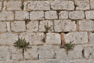 textura,pared,muralla