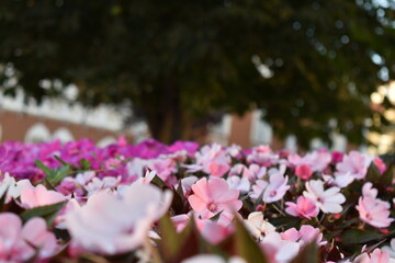pink and white flowers in the park