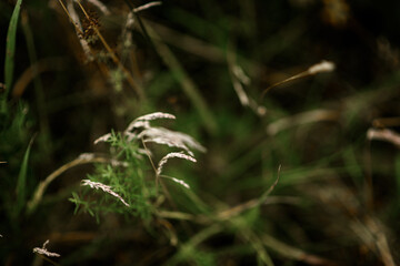 Green blades of grass in the forest