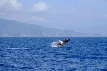 Obraz premium Very rare (for the Mediterranean Sea) Humpback whale jumping in Ligurian sea, in front of Genoa, Italy