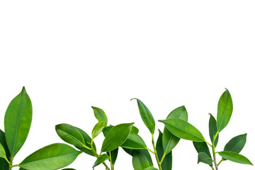 green leaves nature on white background