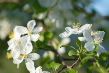 Obraz na płótnie Canvas Beautiful wild Apple blossom on a bright Sunny day