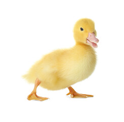 Cute fluffy gosling on white background. Farm animal