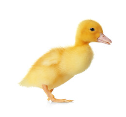 Cute fluffy gosling on white background. Farm animal