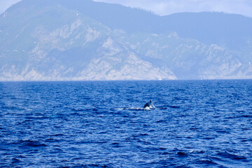 Very rare (for the Mediterranean Sea) family (mother and son) of Humpback whale in Ligurian sea, in front of Genoa, Italy	