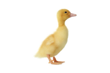 Cute fluffy gosling on white background. Farm animal