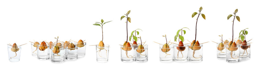 Set of avocado pits with sprouts on white background, banner design