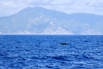Tail of a very rare (for the Mediterranean Sea) Humpback whale jumping in Ligurian sea, in front of Genoa, Italy