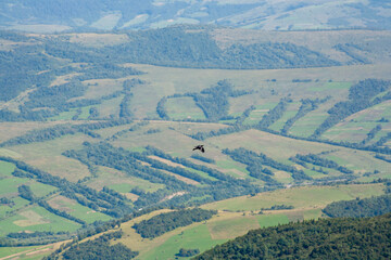 black crow in the sky.Ukrainian Carpathians in summer