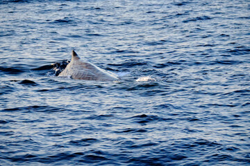 Very friendly sperm whale  in Ligurian sea, in front of Genoa, Italy.