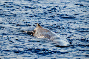 Very friendly sperm whale  in Ligurian sea, in front of Genoa, Italy.