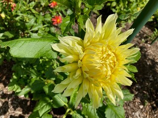 yellow dahlia flower in the garden