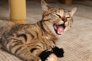 Portrait of a young tabby cat lying down in room, holding yarn ball and yawning