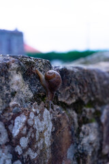 caracol paseando por el jardin 
