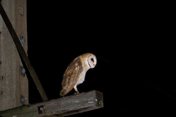 Barn Owl