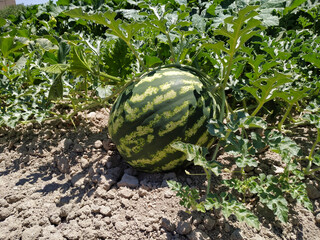 Watermelon crop ripening on a bush