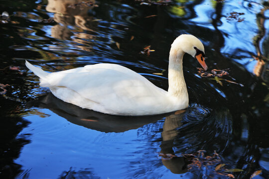  White swan swims