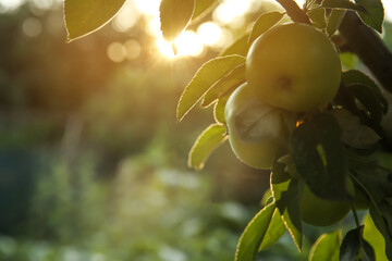 Ripe apples on tree branch in garden. Space for text