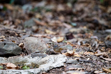 Brown - cheeked Fulvetta