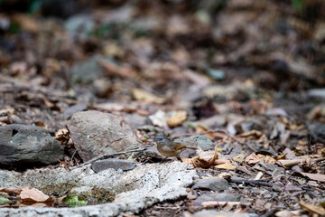 Brown - cheeked Fulvetta