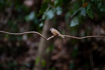 Brown - cheeked Fulvetta