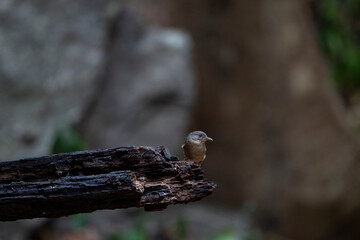 Brown - cheeked Fulvetta
