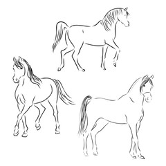 set of fine horses outlines - vector collection, beautiful horse, vector sketch illustration